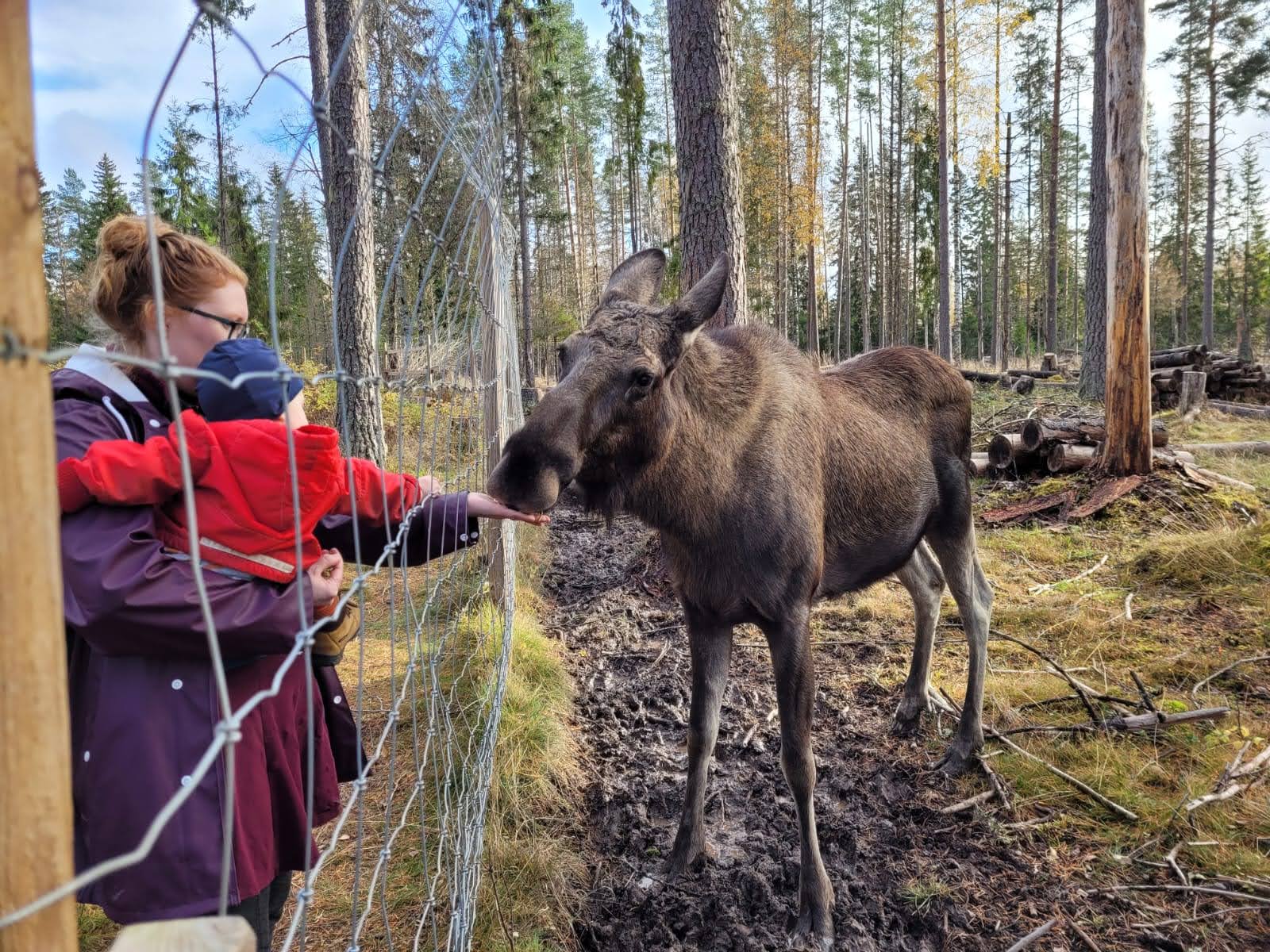 Värmland Moose Park, Adventures in Sweden