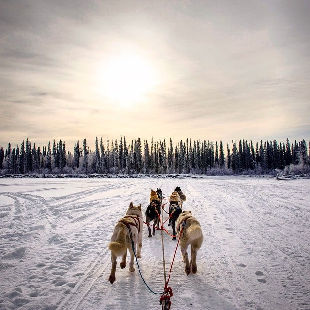 dog sledding Sweden