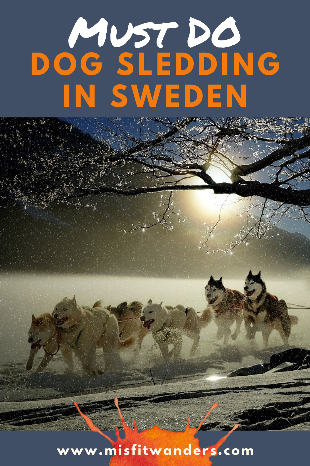 dog sledding Sweden