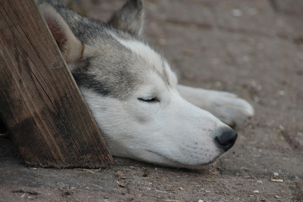 dog sledding Sweden