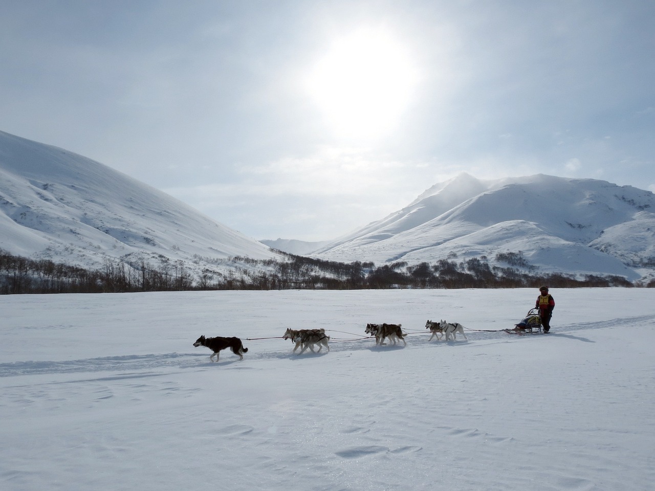 dog sledding Sweden