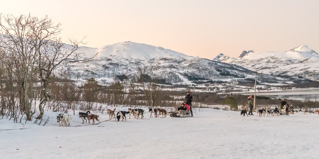 dog sledding Sweden