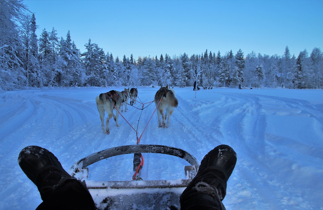 dog sledding Sweden