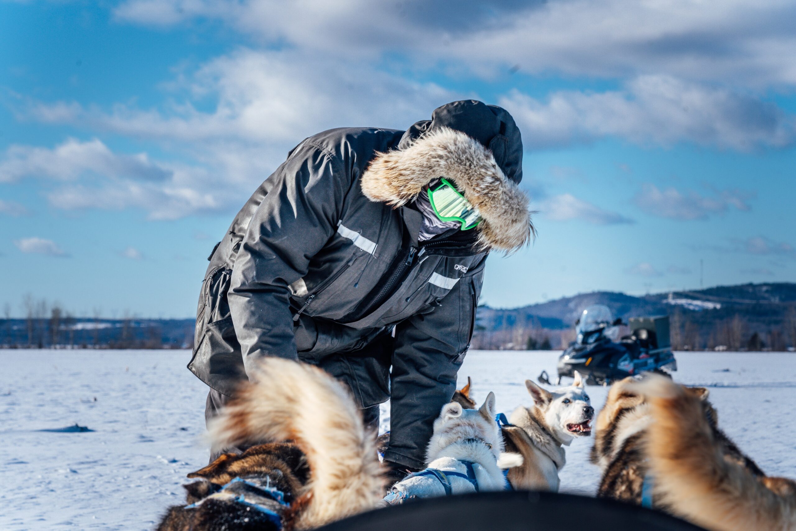 dog sledding Sweden