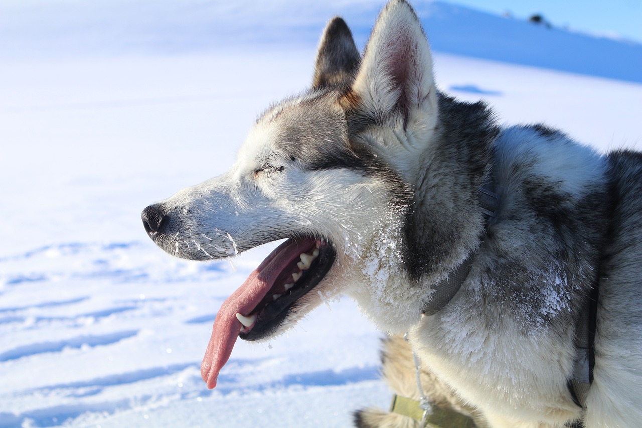 dog sledding Sweden