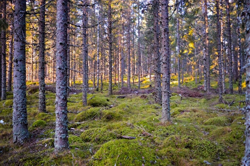 hiking trails in Sweden