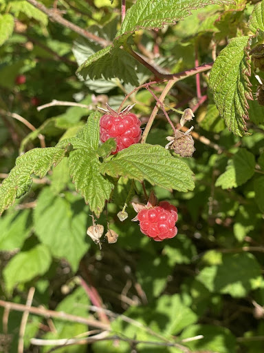 berry picking in Sweden