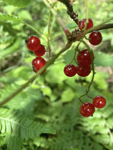 berry picking in Sweden