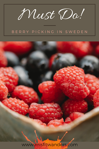 berry picking in Sweden