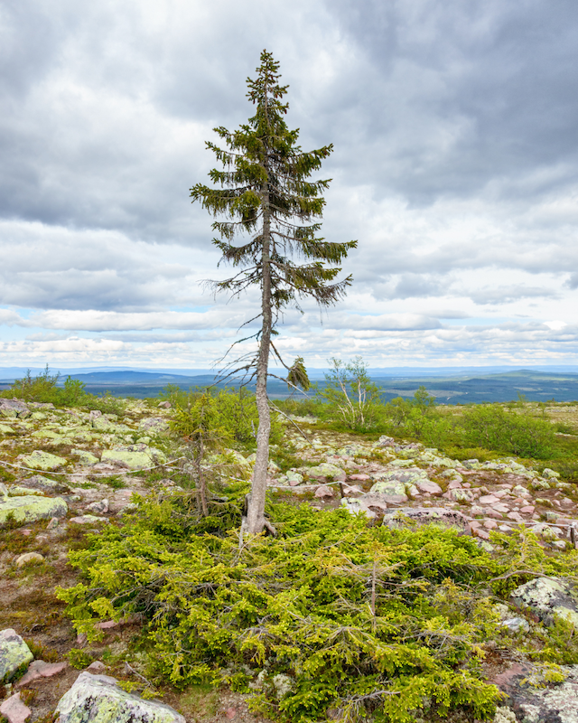 national parks in Sweden