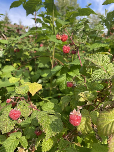 berry picking in Sweden