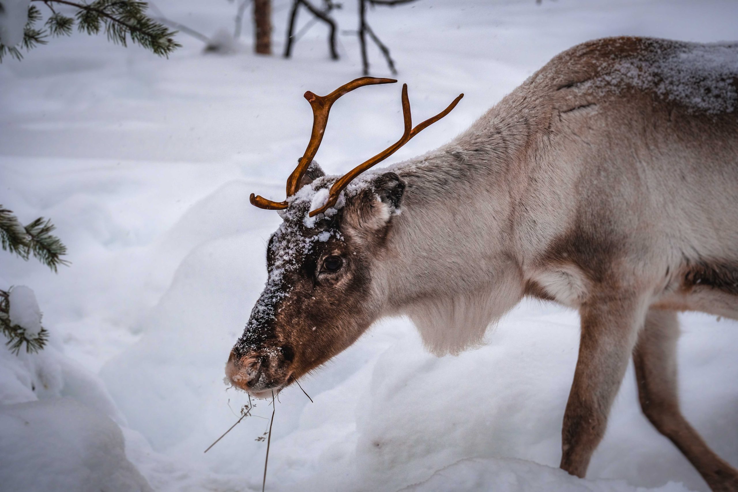 Swedish Tradition